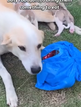 C0104004 The Dog Carried A Bag Daily… No One Expected What Was Inside (Part 2)