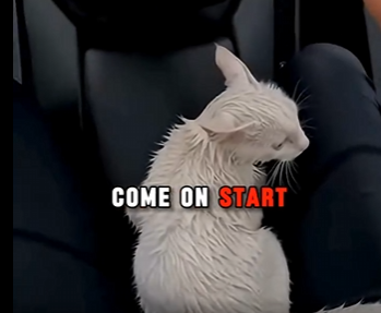 O1904002 Would Elon Musk stop for this tiny life? (Part 2)
