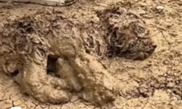 U0404007 There is a dog lying in the mud unable to move (Part 2)