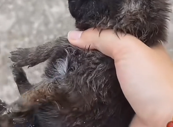 U0404001 This heartbreaking rescue shows a helpless animal fighting to survive before being saved just in time. (Part 2)