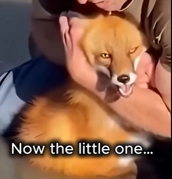 S1804002 $100 or save this dog… what would you choose? 🐶💔 (FULL)
