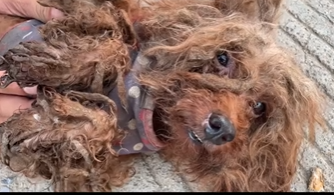 U1804012 This animal refused to give up… (Part 2)