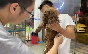 U1804012 This animal refused to give up… (Part 2)