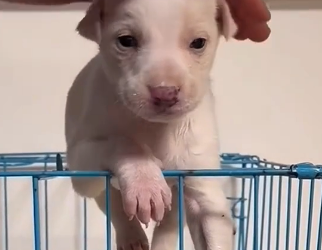 U0404005 This brave rescue mission gives a suffering animal a second chance at life. (Part 2)