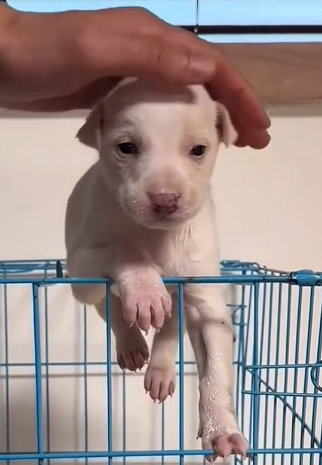 U0404005 This brave rescue mission gives a suffering animal a second chance at life. (Part 2)