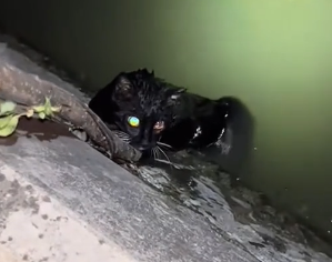 U0404006 Cat fell into the water (Part 2)