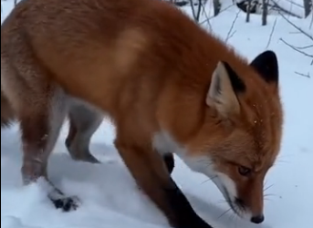 L1904008_The fox asked me for help. (Part 2)
