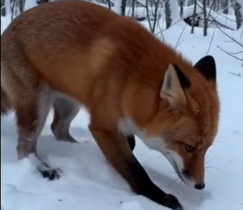 L1904008_The fox asked me for help. (Part 2)