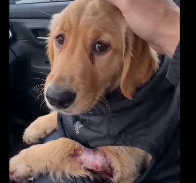 L1904009_I rescued a homeless stray dog that was bullied. (Part 2)