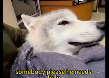 L1904010 Save the wolf under the ice#wolf  (Part 2)