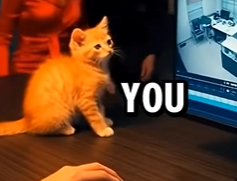 E1904008 Saving a Tiny Kitten from a Luxury Durability Test!  (Part 2)