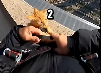 E1904008 Saving a Tiny Kitten from a Luxury Durability Test! (Part 2)