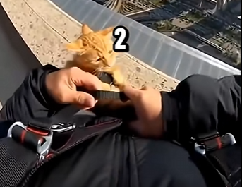 E1904008 Saving a Tiny Kitten from a Luxury Durability Test! (Part 2)