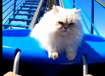 E1904009 Man saves cat at amusement park  (Part 2)