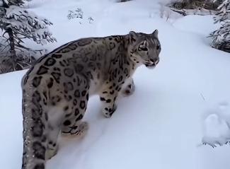 L1904004_A snow leopard with its cub was outside my glass door, and then it happened…. (Part 2)