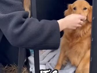 E2104012 She saved the abandoned dog ❤️‍🩹 (Part 2)
