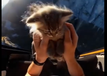 E2104013 He saved the kitten from eagle❤️‍🩹 (Part 2)
