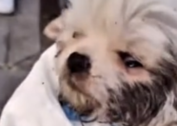 U0404009 Beaten puppy luckily saved (Part 2)