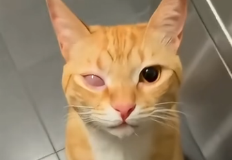 W2104001 this man rescued a cat from a pack of dogs (Part 2)