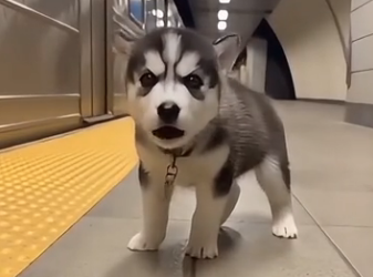 W2104003 little husky needed savimg ❤️‍🩹  (Part 2)