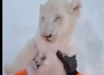 F2004001 Take $1,000… or save this injured animal? (FULL)