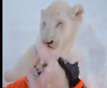 F2004001 Take $1,000… or save this injured animal? (FULL)