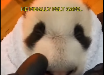 O2104008 Would Billie Eilish cry watching this rescue? 😢 (Part 2)