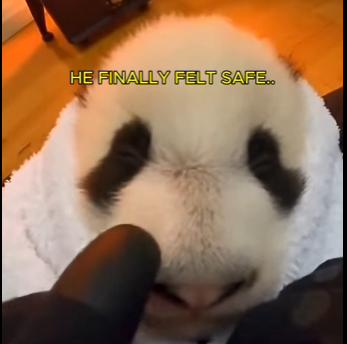 O2104008 Would Billie Eilish cry watching this rescue? 😢 (Part 2)