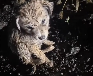 U0404004 The little dog waited for me until dark in the rain#dogvideo (Part 2)