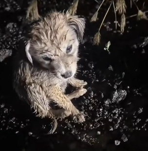 U0404004 The little dog waited for me until dark in the rain#dogvideo (Part 2)