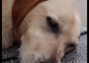 E2204002 This animal trusted humans… don’t prove it wrong. (Part 2)