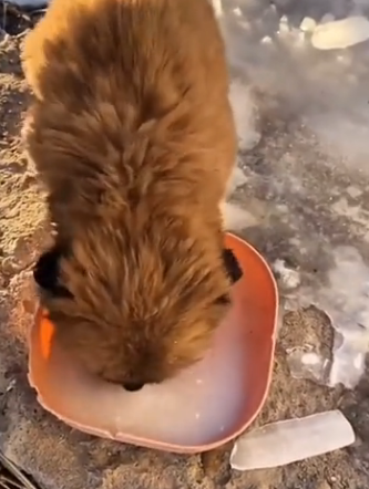 U0204012 This rescue shows how compassion can change a life forever. (Part 2)