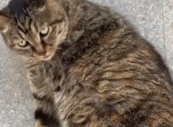 U2204007 $1,000 vs one scared kitten… choose wisely. (Part 1)