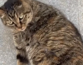U2204007 $1,000 vs one scared kitten… choose wisely. (Part 1)