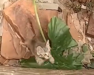 U0204006 Kind rescuers stepped in just in time, offering care, warmth, and hope. (Part 2)