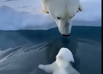 O2304003 $1,500 or save this trapped animal? (Part 2)