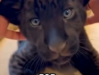 L0404008 Man Saves Baby Panther… Years Later, It Saves Him From D＊＊＊＊＊＊g (Part 2)