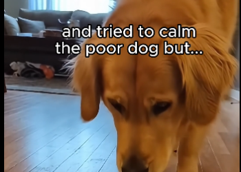 W2304002 this dog wants his owner to stay..  (Part 2)