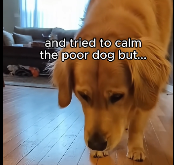 W2304002 this dog wants his owner to stay..  (Part 2)