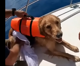 W2304005 she almost drowned her dog  (Part 2)