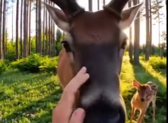 L0404005 This deer won’t stop crying … you wouldn’t believe why (Part 2)