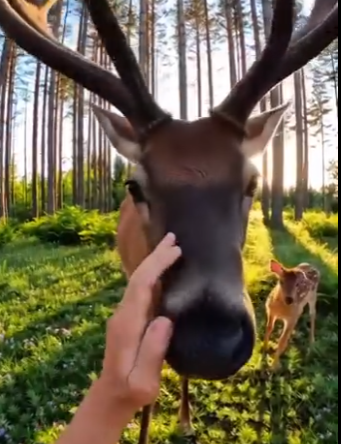L0404005 This deer won’t stop crying … you wouldn’t believe why (Part 2)