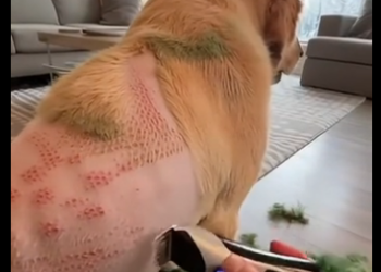 L2304011 $1,200 or help this suffering dog? (Part 2)