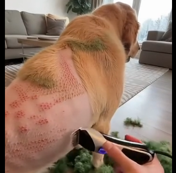 L2304011 $1,200 or help this suffering dog? (Part 2)