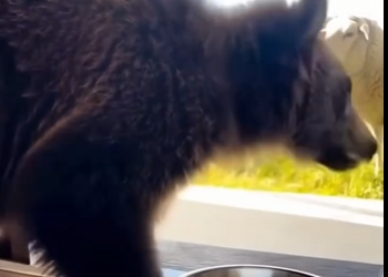 H2304011 $120 or help this abandoned kitten? (Part 2)