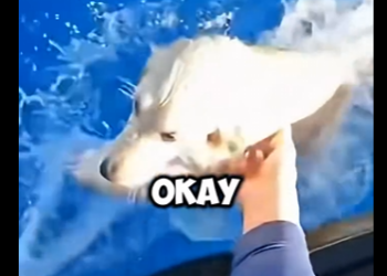 D2404003_Woman throws puppy off Cruise Ship,He saves it with Jet Ski  (Part 2)