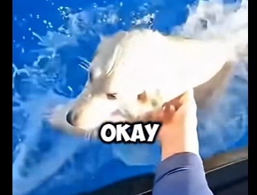 D2404003_Woman throws puppy off Cruise Ship,He saves it with Jet Ski  (Part 2)