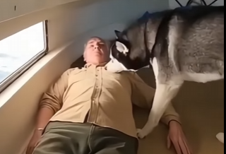W2304011 Poor husky calls for help…. (Part 1)