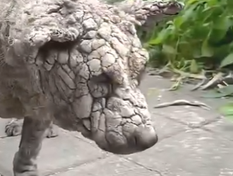 C0504004 A Stray Dog With Mange So Bad His Skin Turned To Stone Finally Finds Help (Part 2)