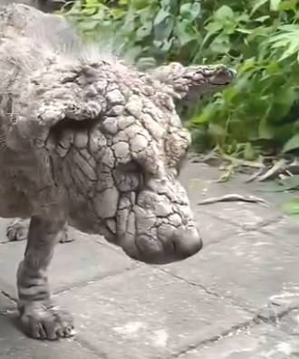 C0504004 A Stray Dog With Mange So Bad His Skin Turned To Stone Finally Finds Help (Part 2)